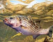 马克 苏祖尼奥 : -Unknown